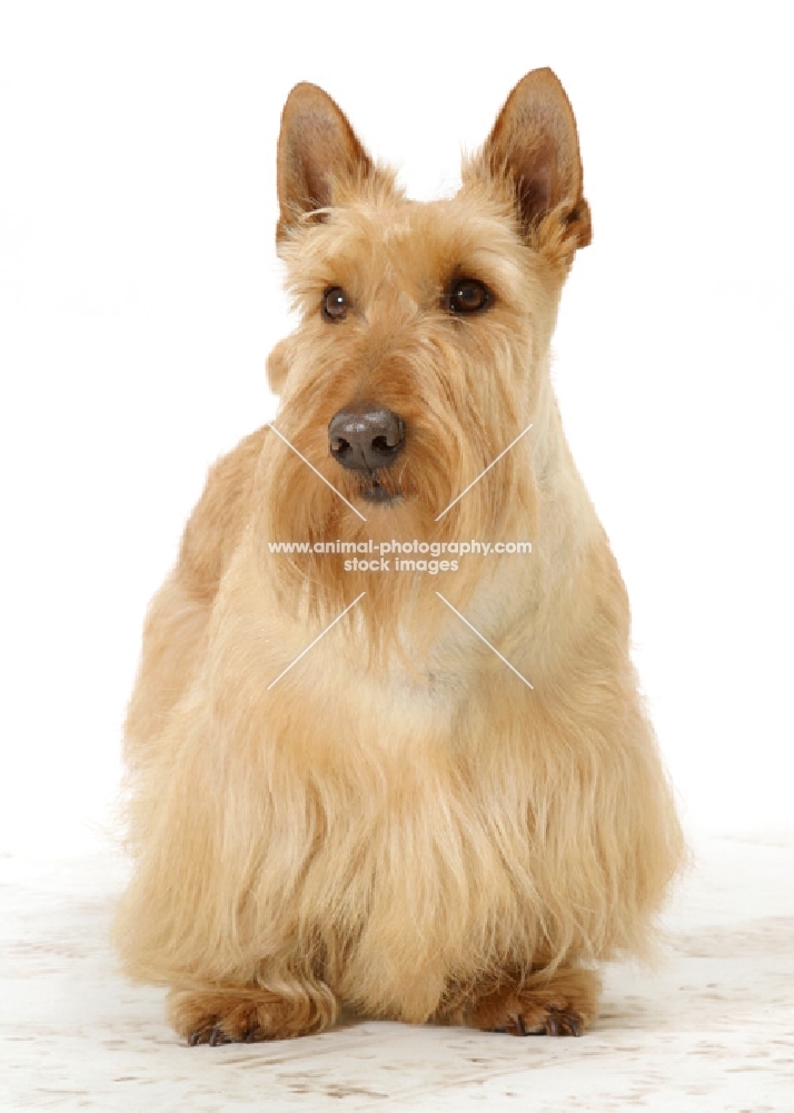 wheaten Scottish Terrier on white background