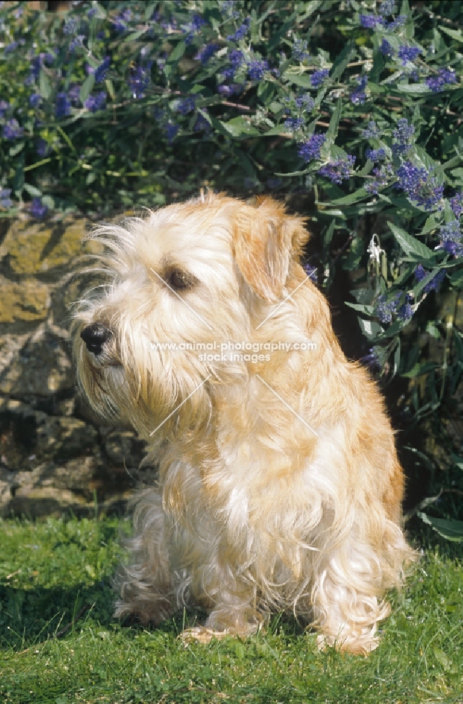 lucas terrier in garden
