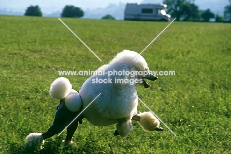 ch davlen the beloved, standard poodle leaping across grass