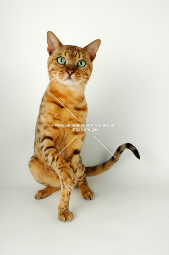 brown spotted bengal, standing on hind legs