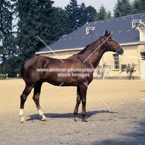 French Anglo Arab horse full body 
