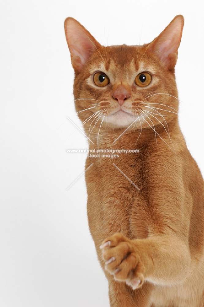 sorrel Abyssinian on white background, one leg up