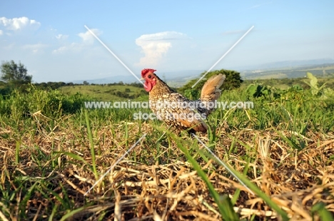 Sebright Bantam chicken in field