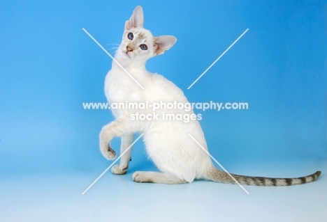 chocolate tabby point siamese