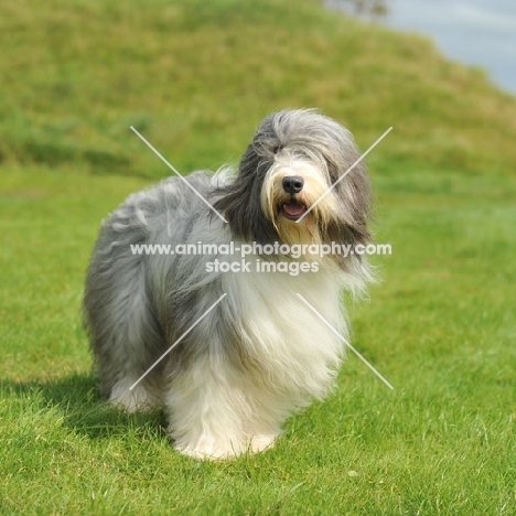 slate Bearded Collie