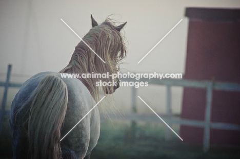 Andalusian headed towards barn.