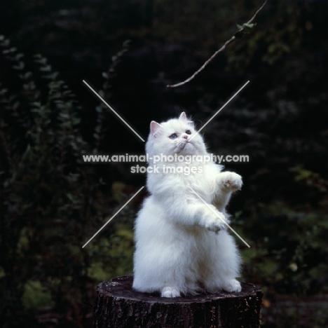 gr ch j.b. show piece of jo ni, odd eyed white long hair cat sitting on tree stump