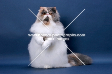 fluffy female Persian standing on hind legs on blue background, Blue Tortie & White colour