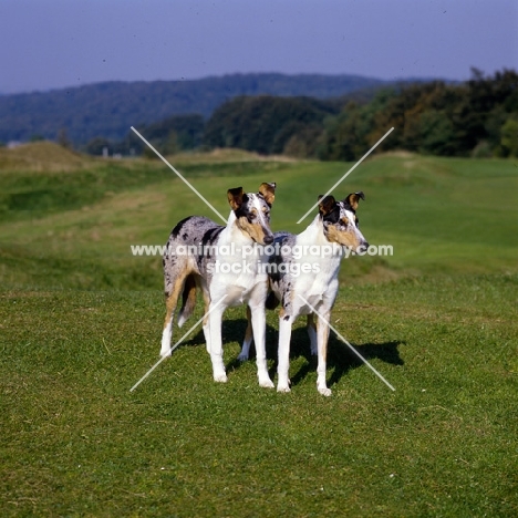 two smooth collies glenmist kennels