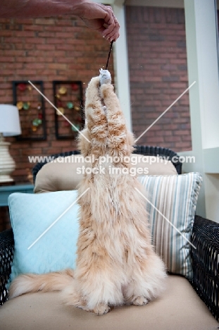 orange maine coon reaching for toy