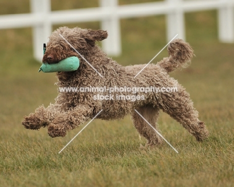 Spanish Water dog running