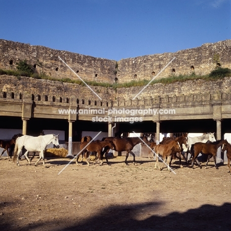 barb and moroccan arab mares and foals within ancient city walls at meknes morocco
