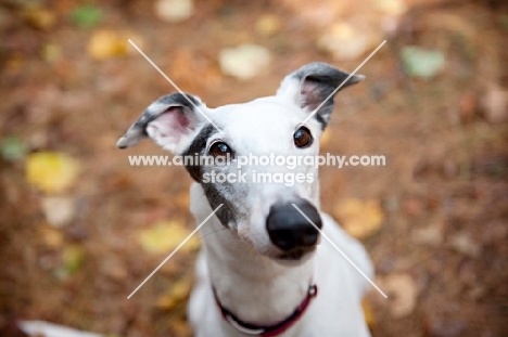 greyhound looking into camera