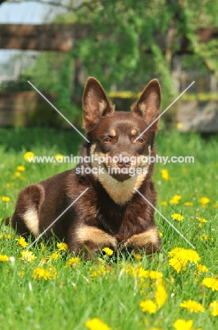 Australian Kelpie in summer