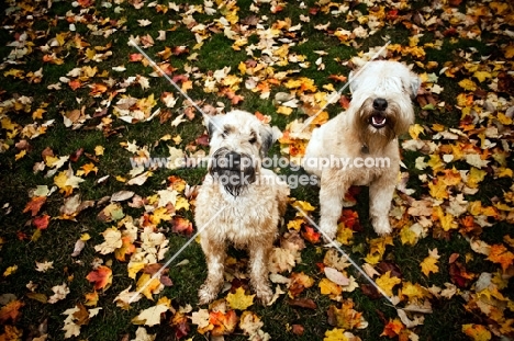 two soft coated wheaten terrier sitting together on lawn