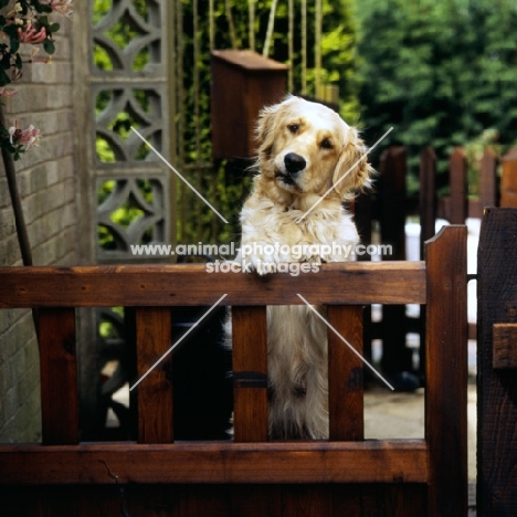 golden retriever standing up at a gate, head on one side