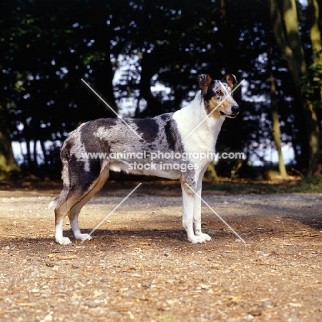 smooth collie, ch glenmist blue lodestone, in woods