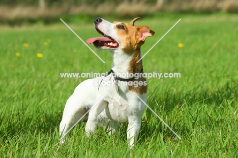 Jack Russell Terrier looking up