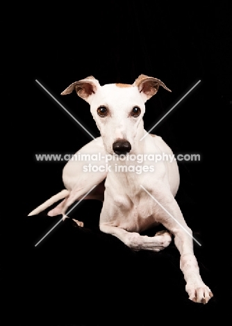 white Wippet lying down on black background