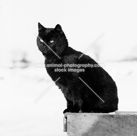 black cat sitting up