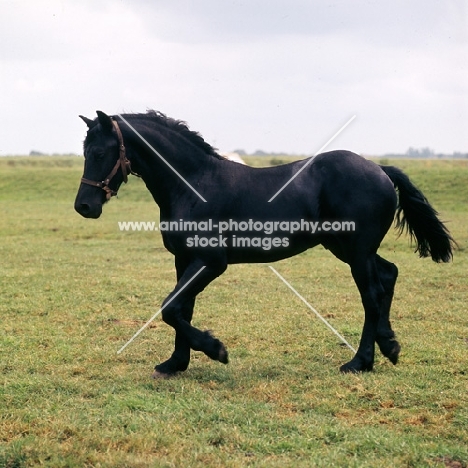 Lutzen, Friesian yearling colt trotting