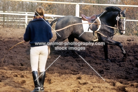 lunging a Hanoverian horse at verden, germany