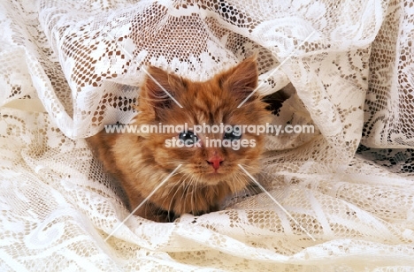 household cat amongst fabric