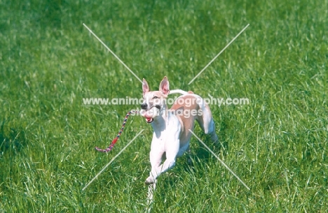whippet - fast racedog, retrieving
