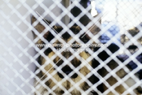 german shepherd dog behind bars