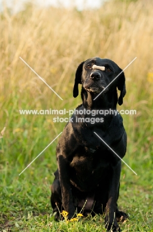 Labrador balancing biscuit on nose