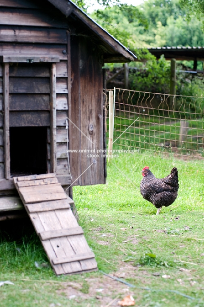 Marans hen walking next to hut