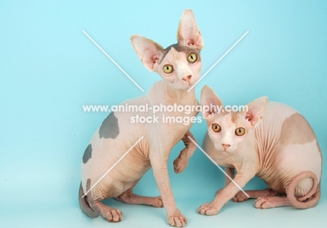 two Sphynx cats on blue background