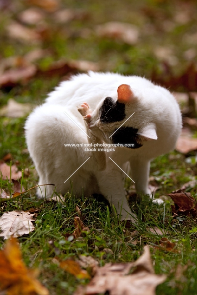 japanese bobtail grooming paw