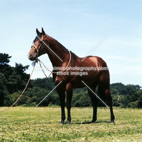 quarter horse, owner Ed Ivory
