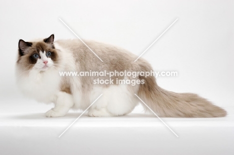 Ragdoll on white background, Seal Point Bi-Color