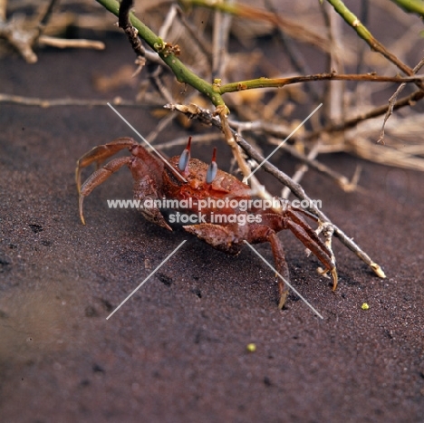 ghost crab on jervis island, galapagos, close-up