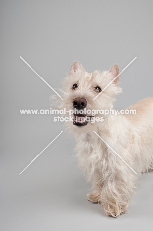 Happy wheaten Scottish Terrier in studio on grey background.