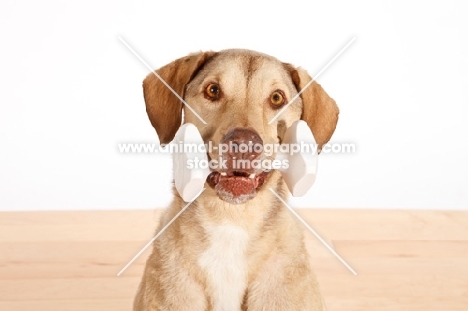 Chesapeake Bay Retriever with dummy toy