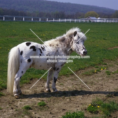 Falabella pony