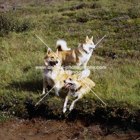 three iceland dogs on a hillside at gardabaer, iceland