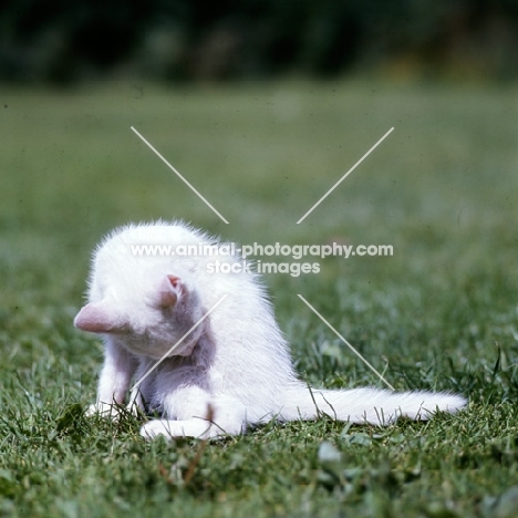 blue eyed white long hair kitten washing