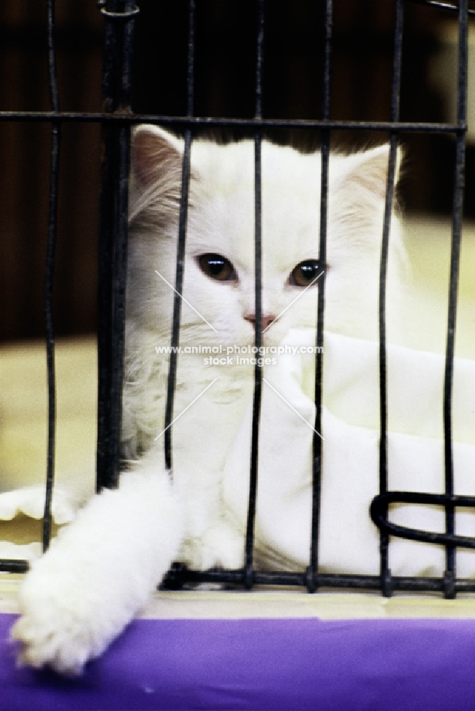 orange eyed white cat at a cat show reaching through bars