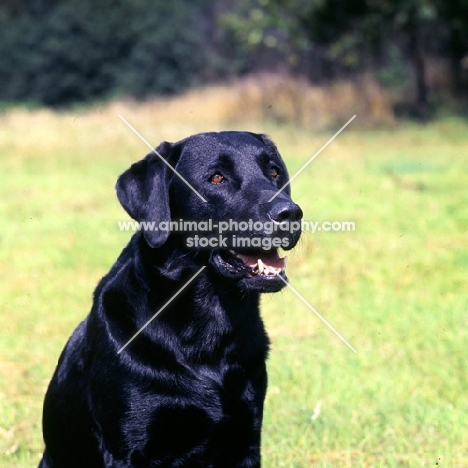 black labrador head study