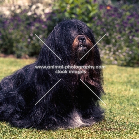 tintavon tsai-lun (emma), lhasa apso sitting on lawn