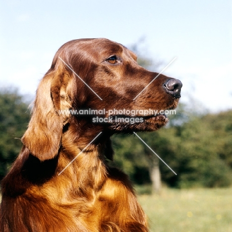 irish setter portrait