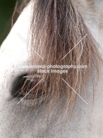 Lusitano eye, close up