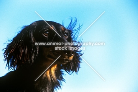 ch shenaligh fairy footsteps, miniature long haired dachshund, portrait