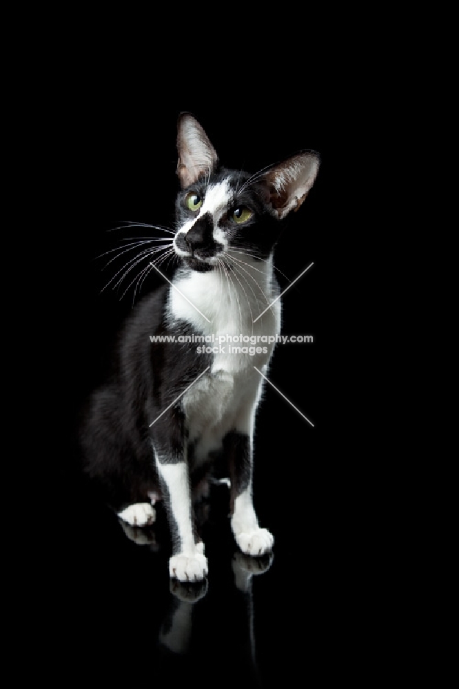 Oriental Shorthair cat looking aside, sitting down