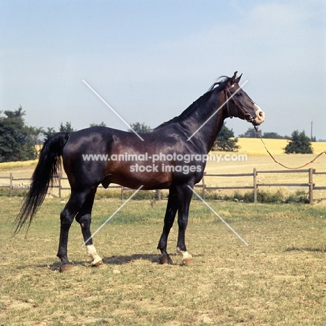 'O' Bajan I, Shagya Arab stallion
