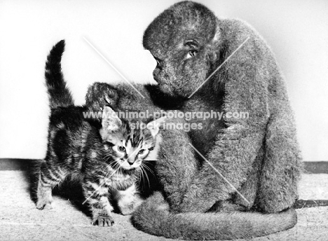 Woolly monkey with kitten